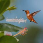 Hummingbird专辑