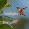 Hummingbird专辑