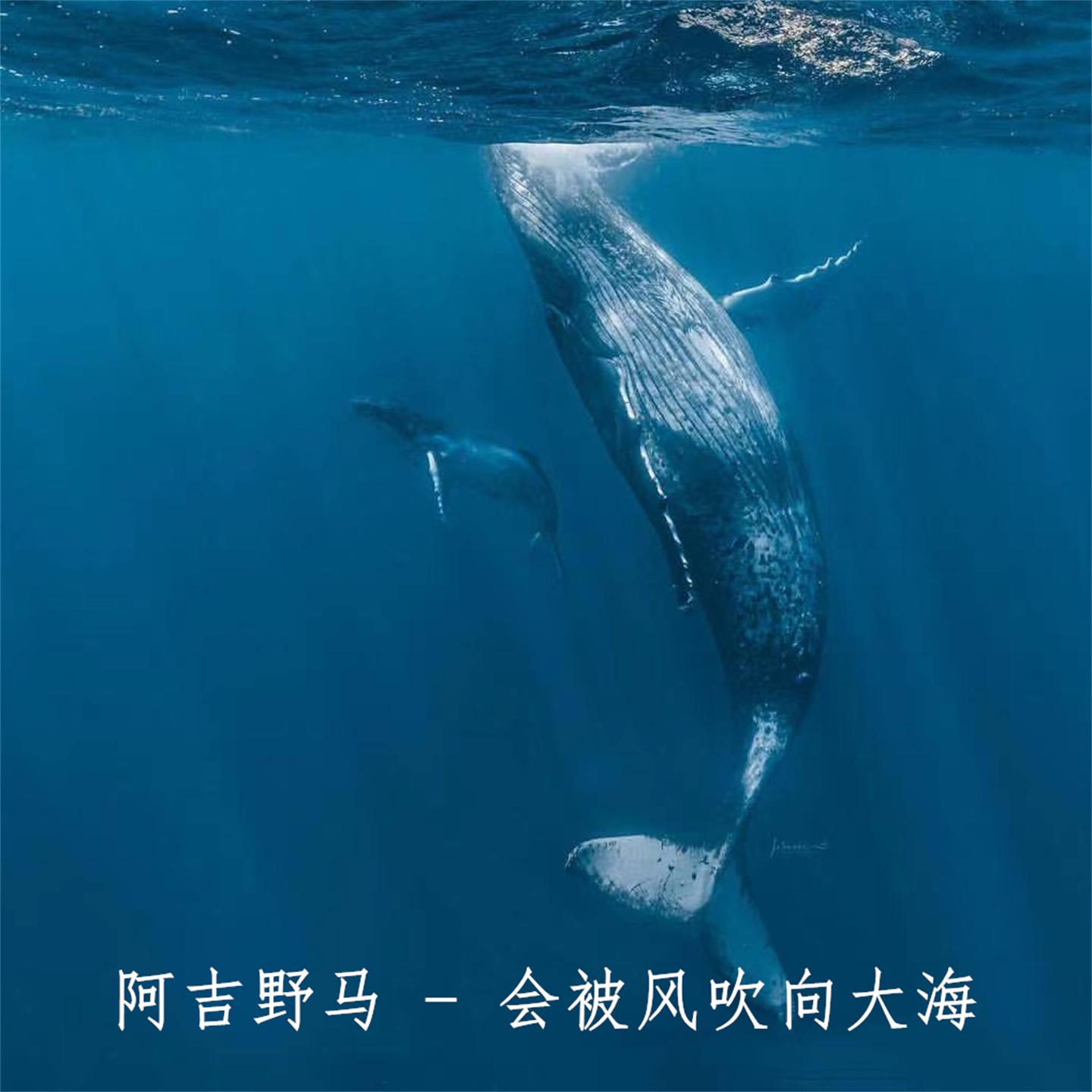 会被风吹向大海