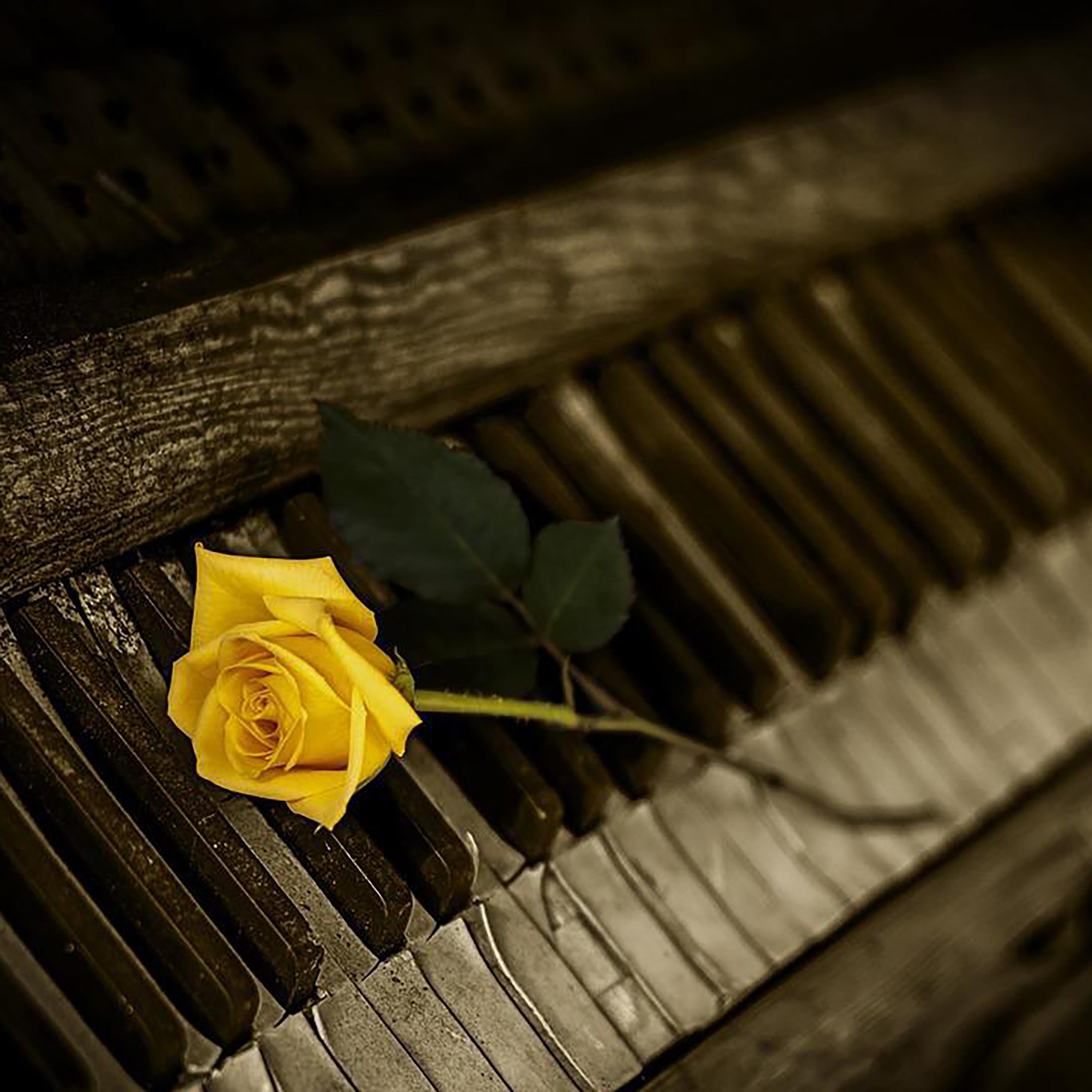 巴赫 二部创意曲 No.5 降E大调 in E-Flat Major, BWV 776