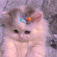 许飞 - 猫的发际线(原版Live伴奏)