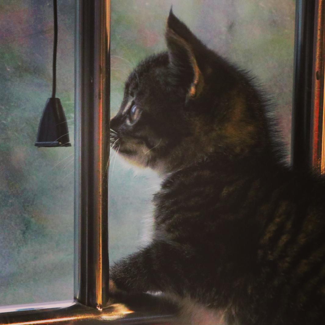 teddy bear rises (English Ver.)（翻自 Oohyo）