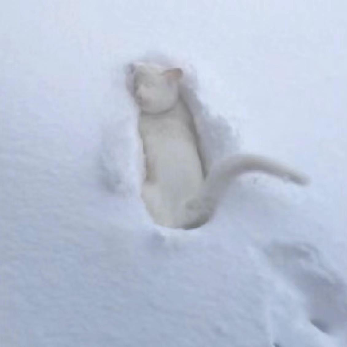 萎落