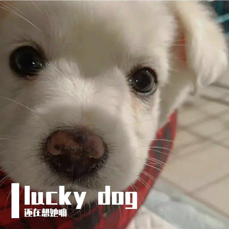 lucky dog