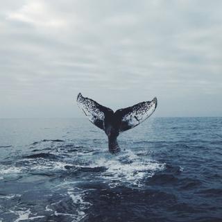 Whale Fall 鯨落
