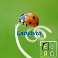 Ladybird