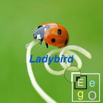Ladybird专辑