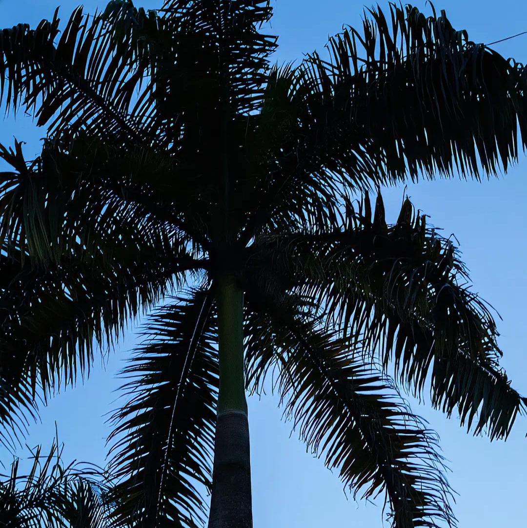 nim buldi junim(爱人)