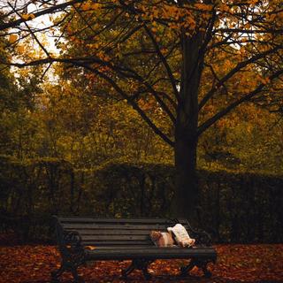 Autumn Vibe ｜秋日氛围枫叶簌簌落下