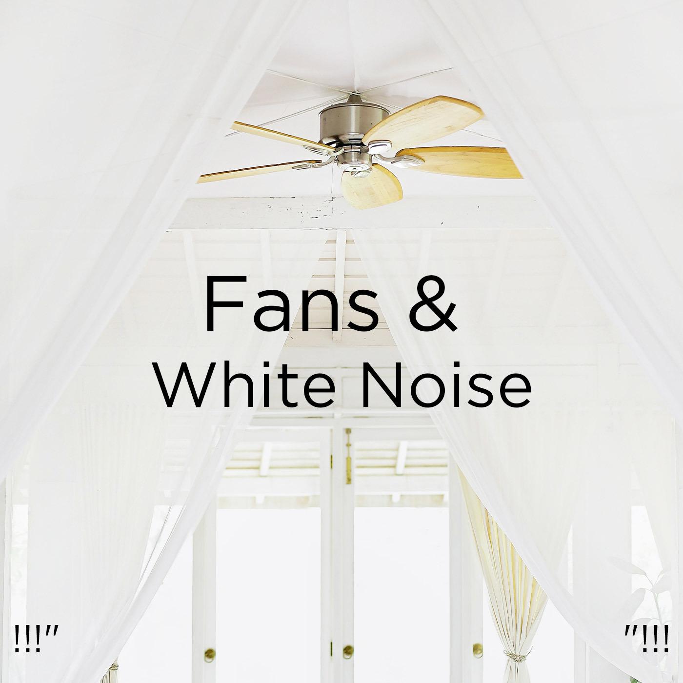 !!!" Fans & White Noise "!!!