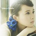 Like a flower(TYPE-B)专辑