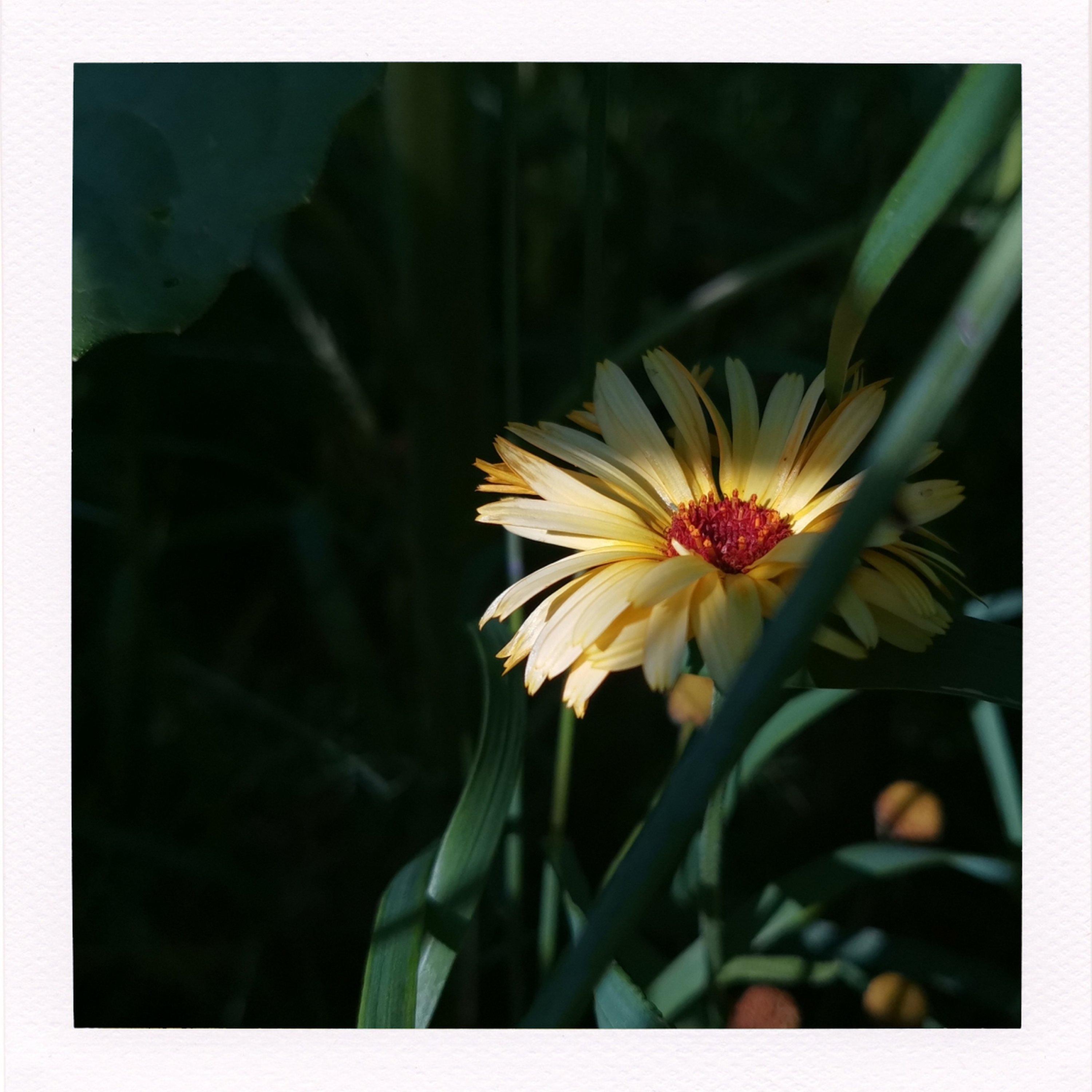 The Scent of Hope