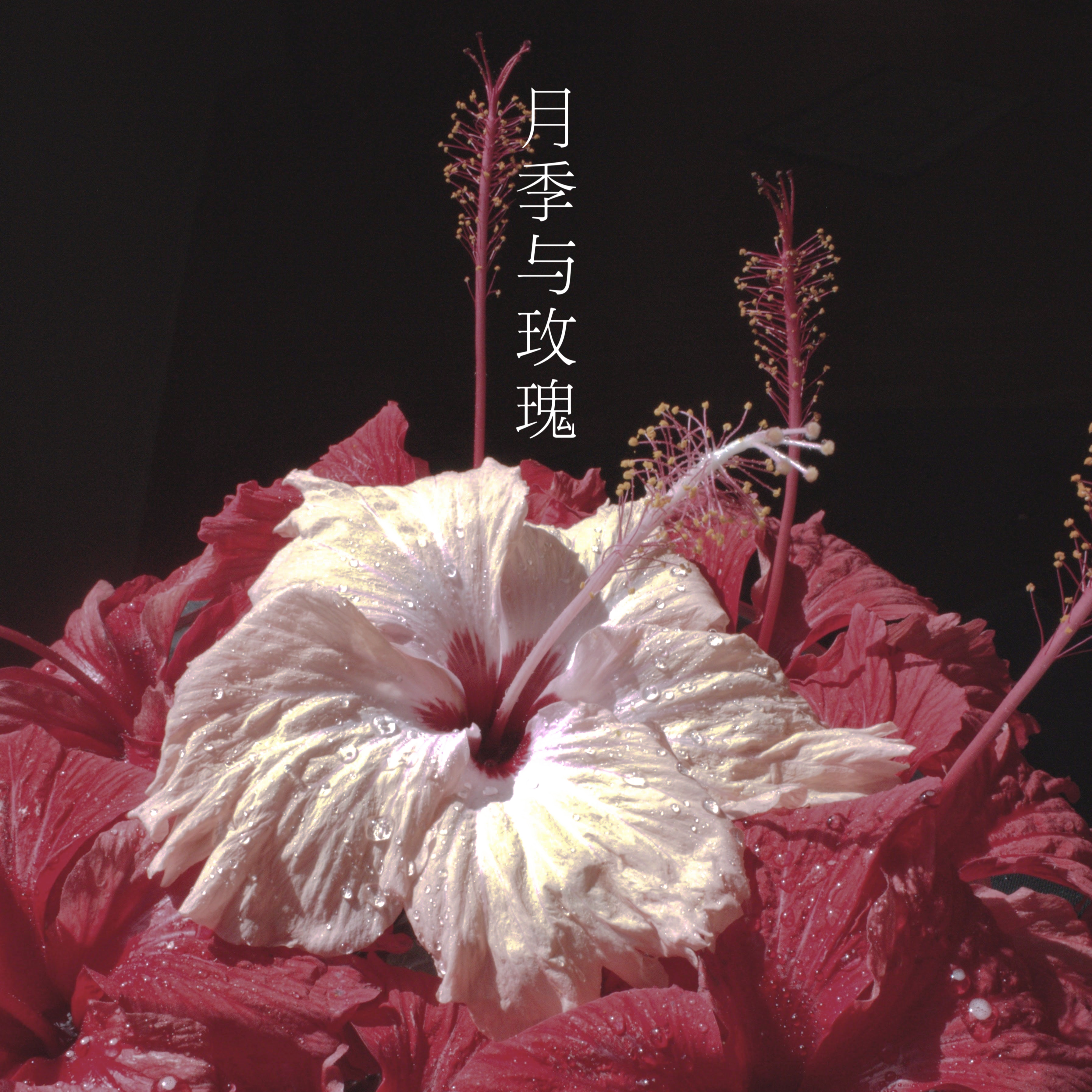 月季不是玫瑰专辑