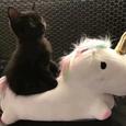 猛虎独行