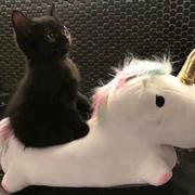 猛虎独行