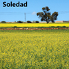Soledad - Soledad