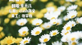 去年夏天专辑