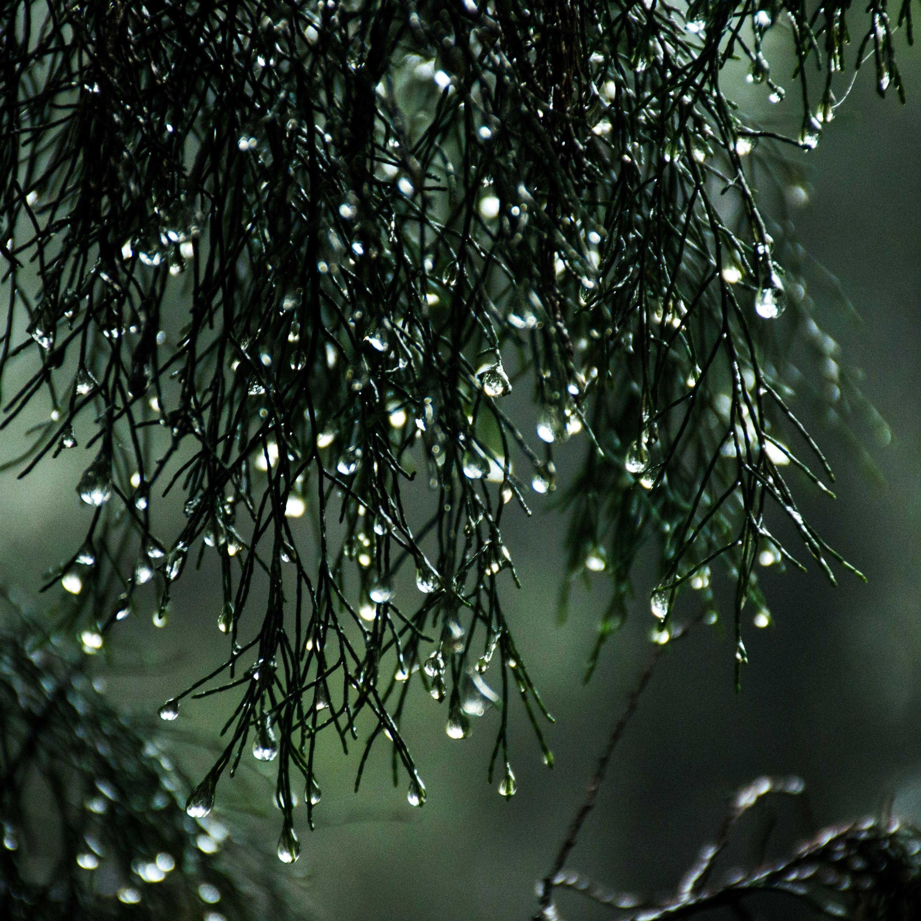 2 Hours of Rain Sounds for Relaxation
