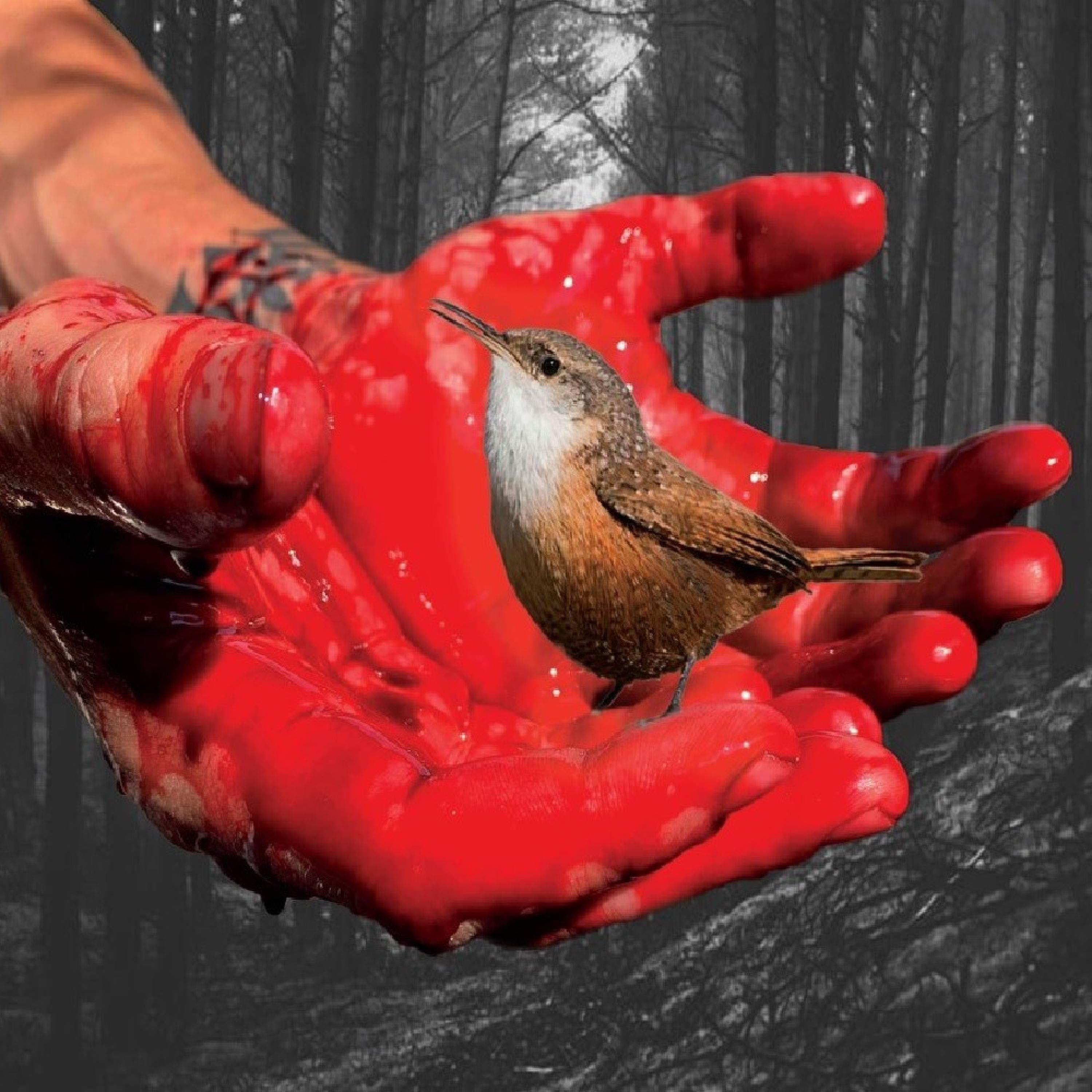 Red Feathers