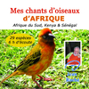Jean Roch - Bulbul queue tachetée -Thescelocichla leucopleura (Sénégal)