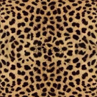 To my lover, I’d never lie