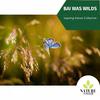 Heal with Flames Nature Music - Quiet Streaming Noise