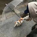 从此看不到你的脸专辑