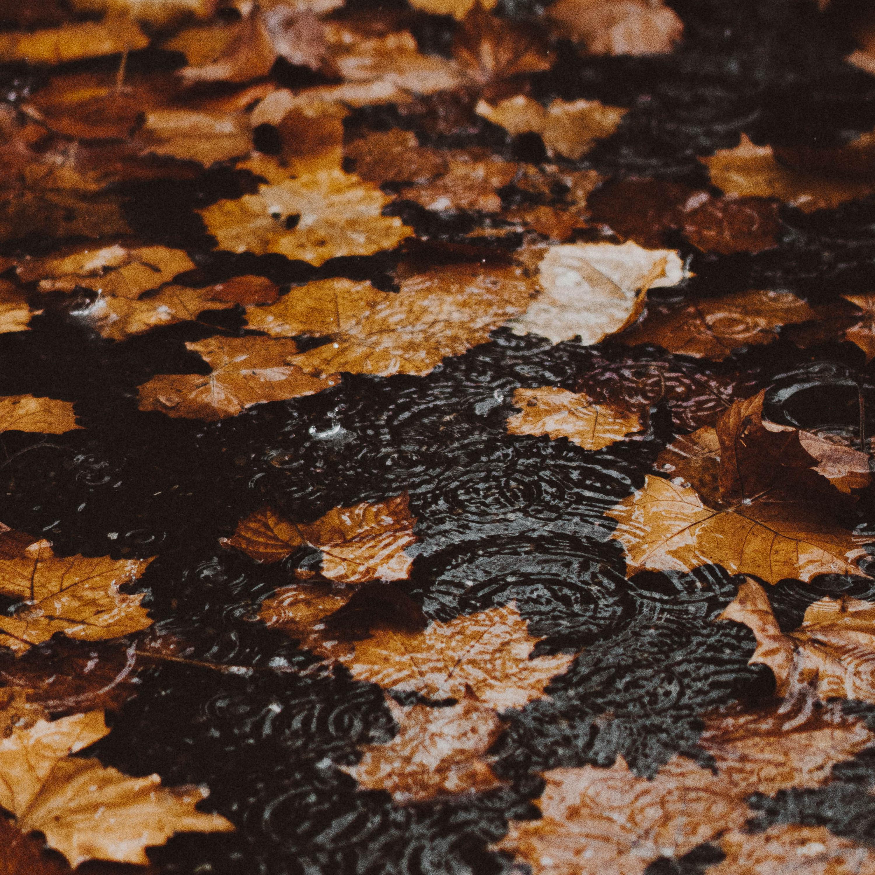 Rain Season