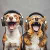 Dog Relaxation - Jogging Jive Jams