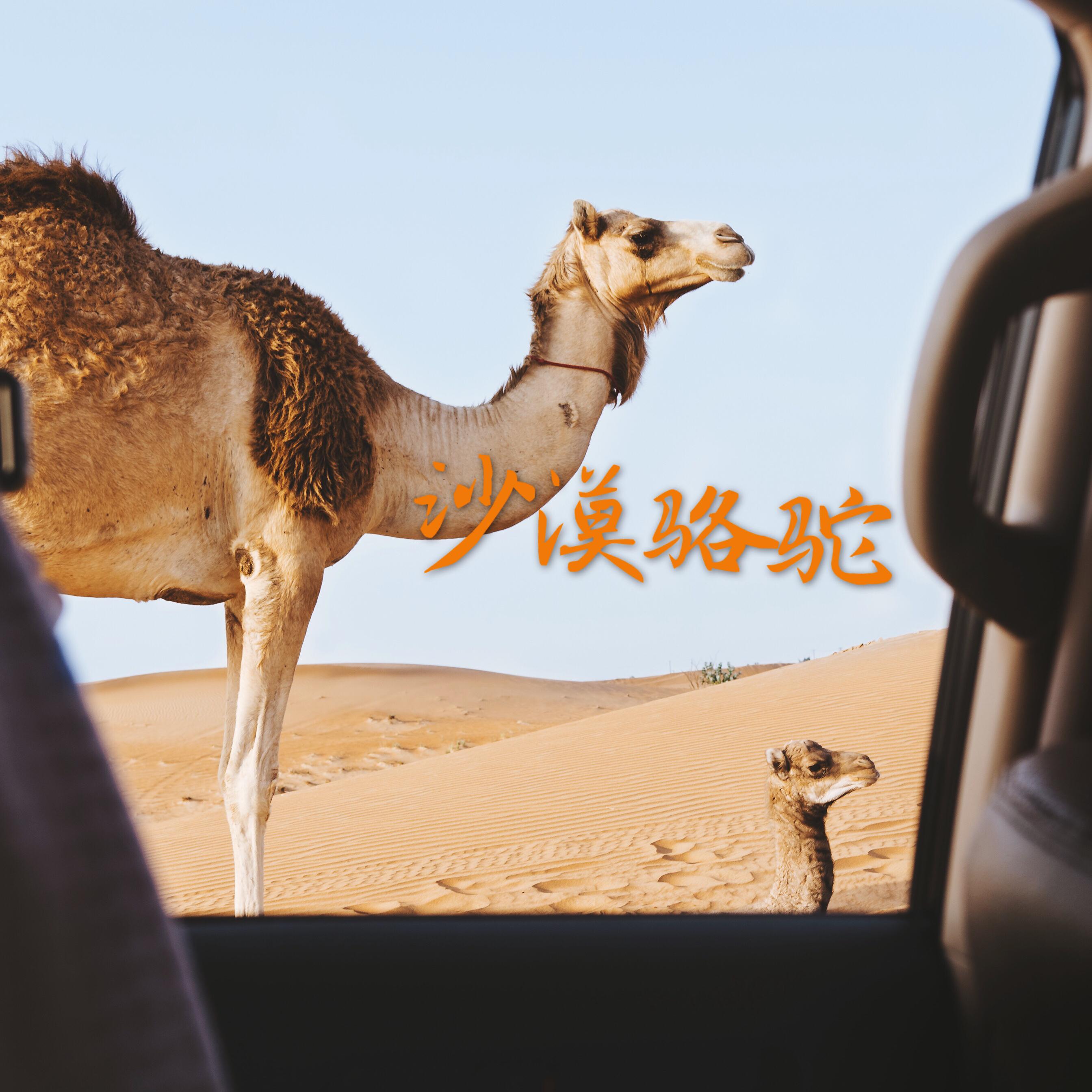 沙漠骆驼（翻自 展展与罗罗）