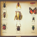 World of Music Insect