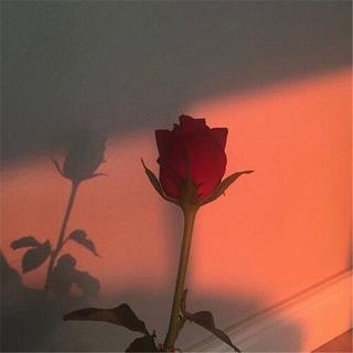抖音快手