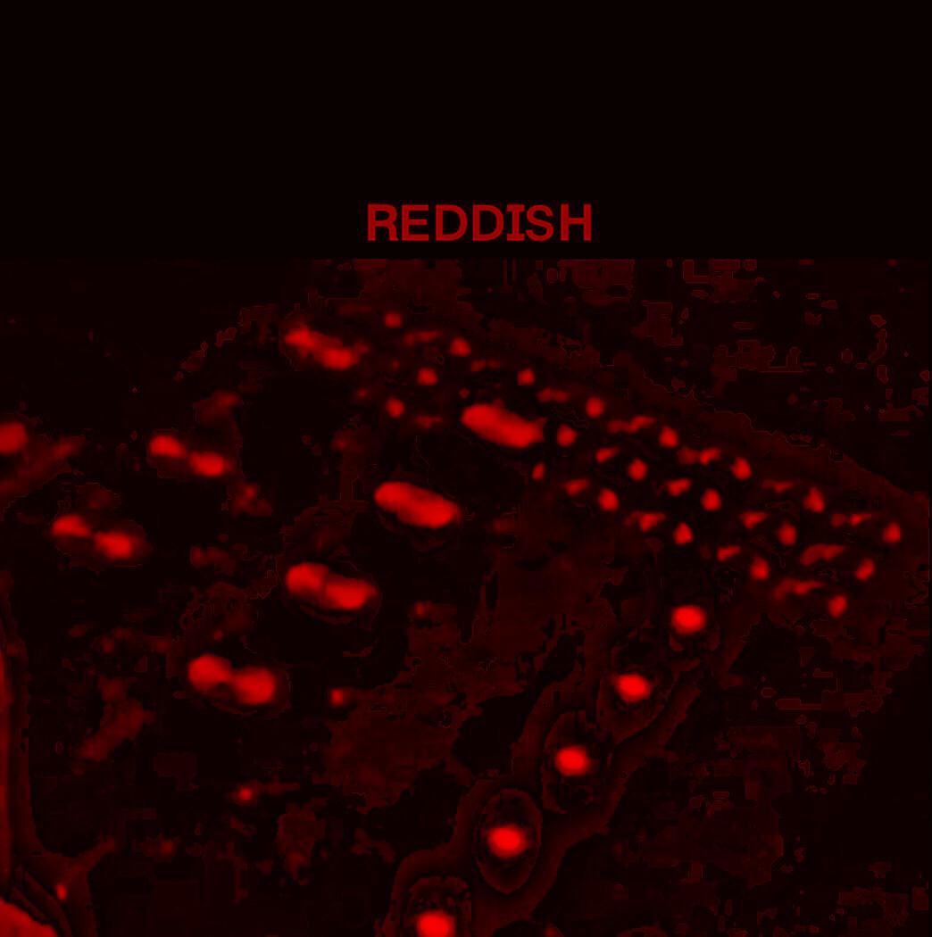 Reddish专辑