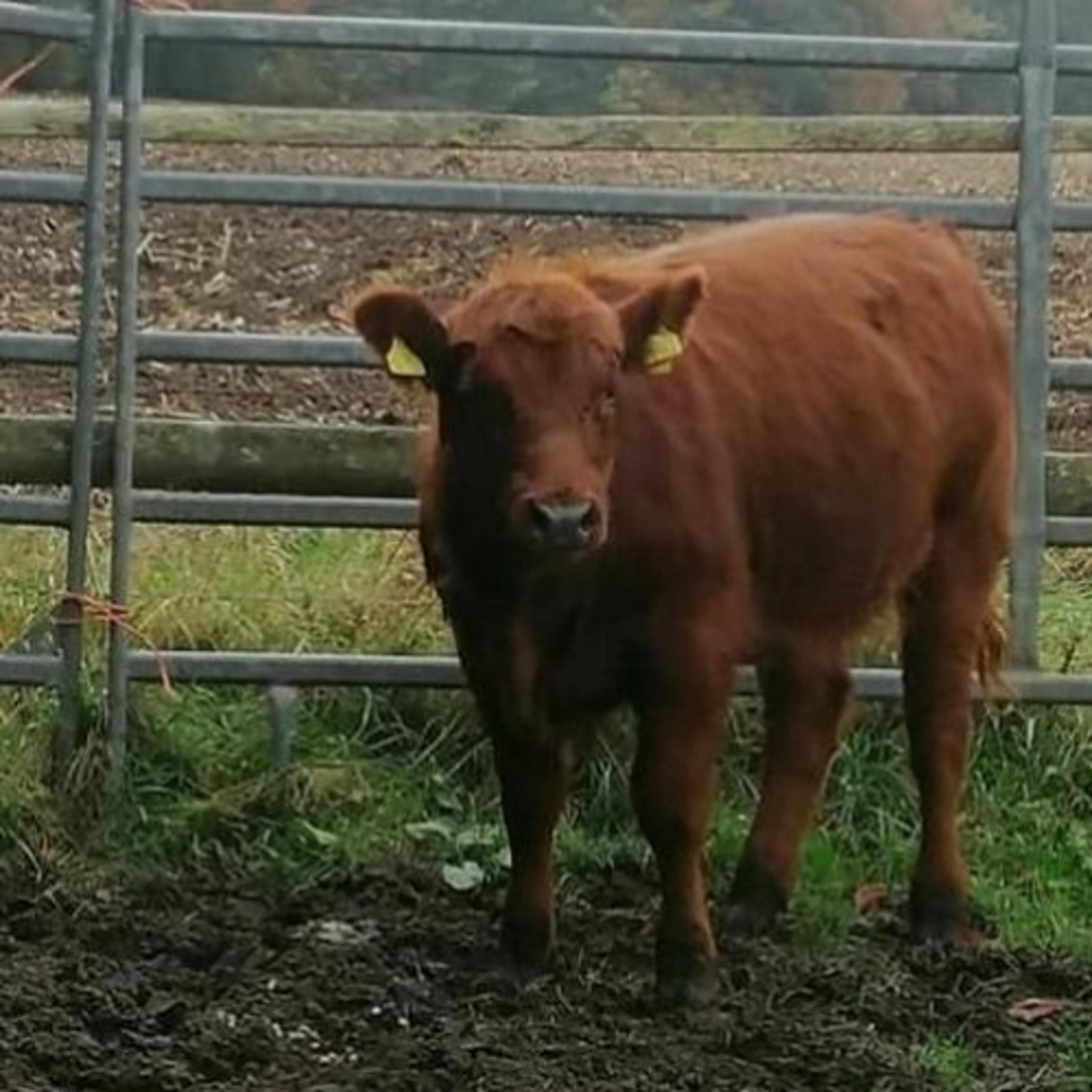 a song about a girl who likes my posts !