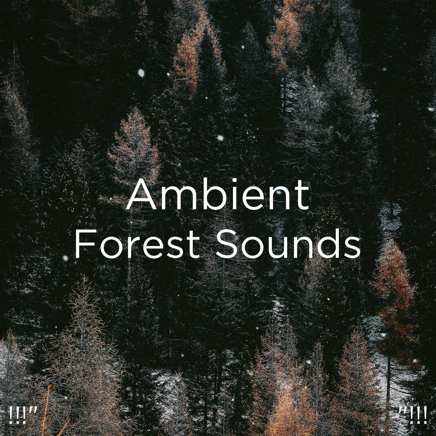 !!!" Ambient Forest Sounds "!!!