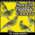 Spanish Timbrado Canary. Canary Learns Teaching Methods For Young Canaries