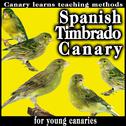 Spanish Timbrado Canary. Canary Learns Teaching Methods For Young Canaries专辑