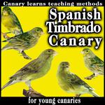 Spanish Timbrado Canary. Canary Learns Teaching Methods For Young Canaries专辑