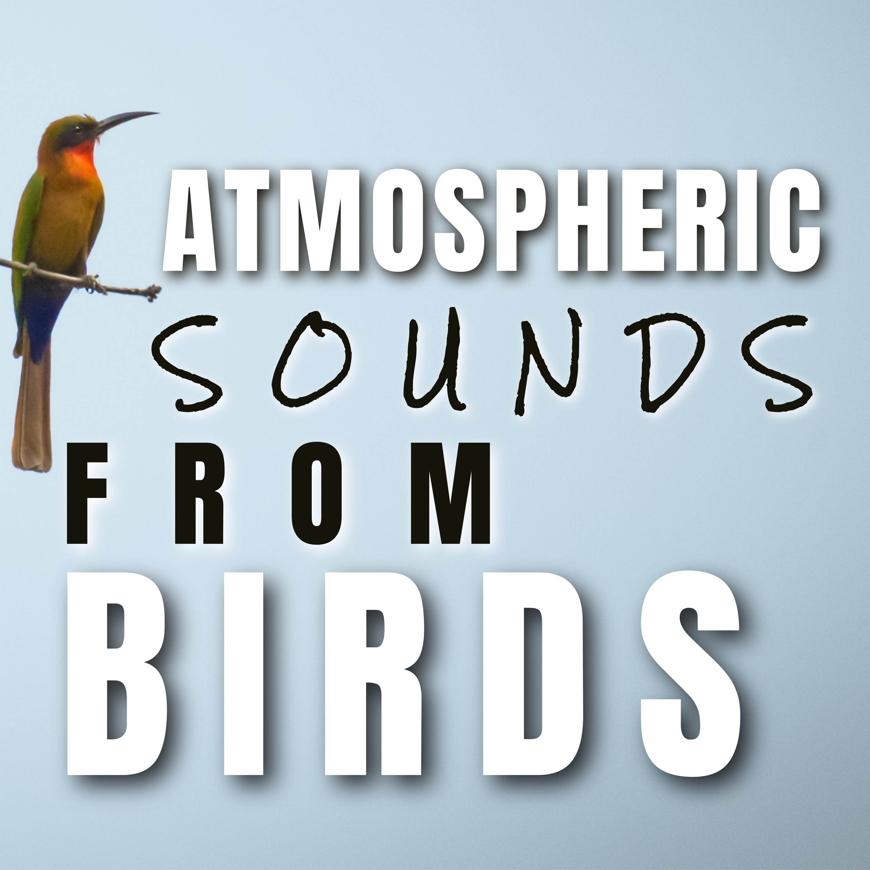Atmospheric Sounds from Birds
