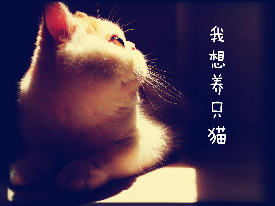 我想养只猫专辑