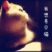 我想养只猫