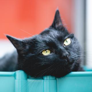 宝藏嗓音.薛之谦.老樊.豆芽.陆政延.江辰等