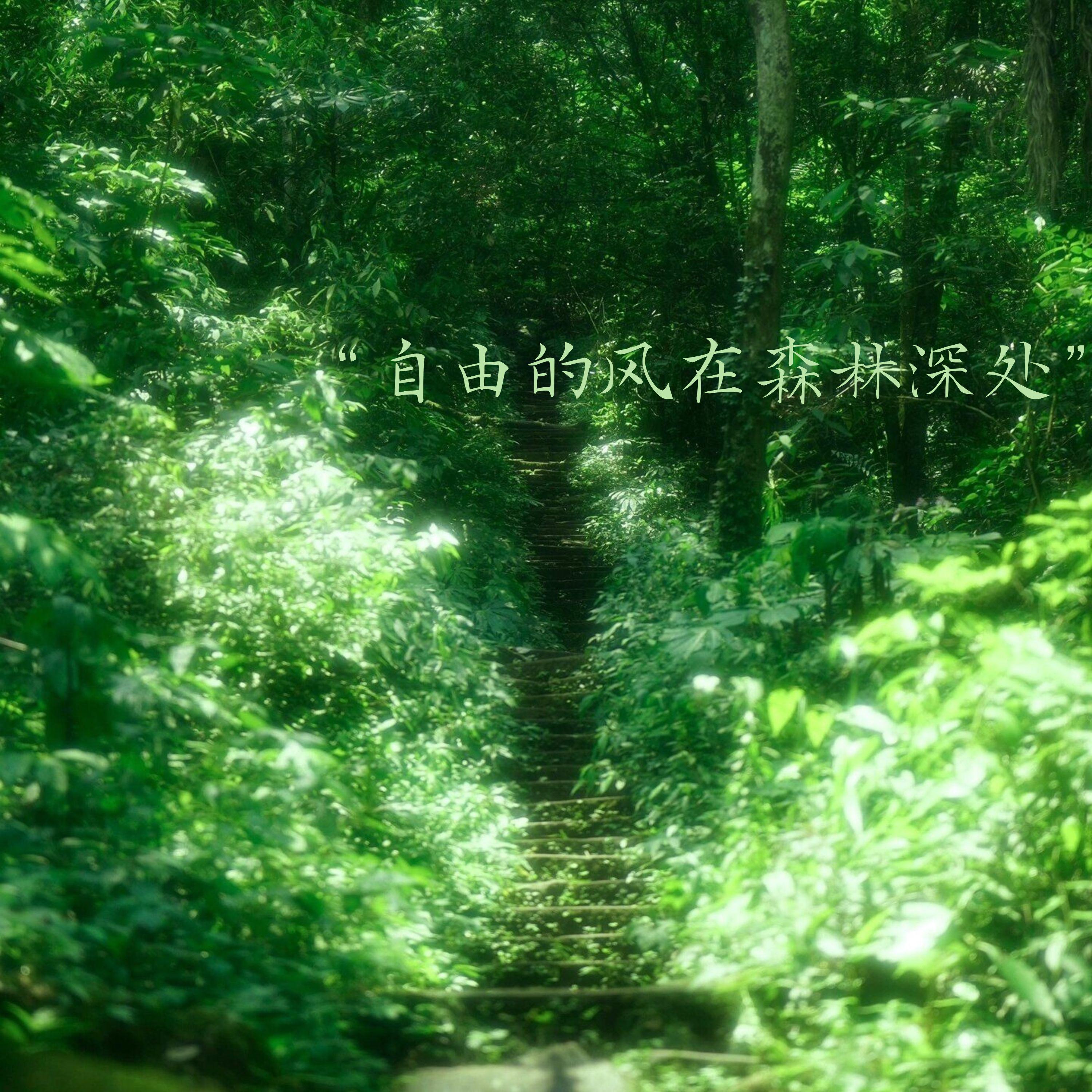 自由的风在森林深处