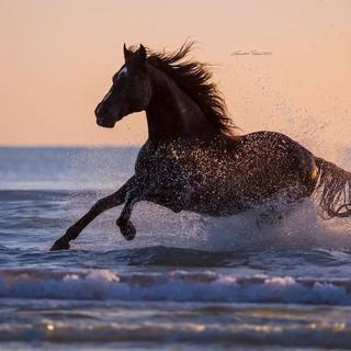 ♞【Maxinida Tigxag丨车载必备】❤