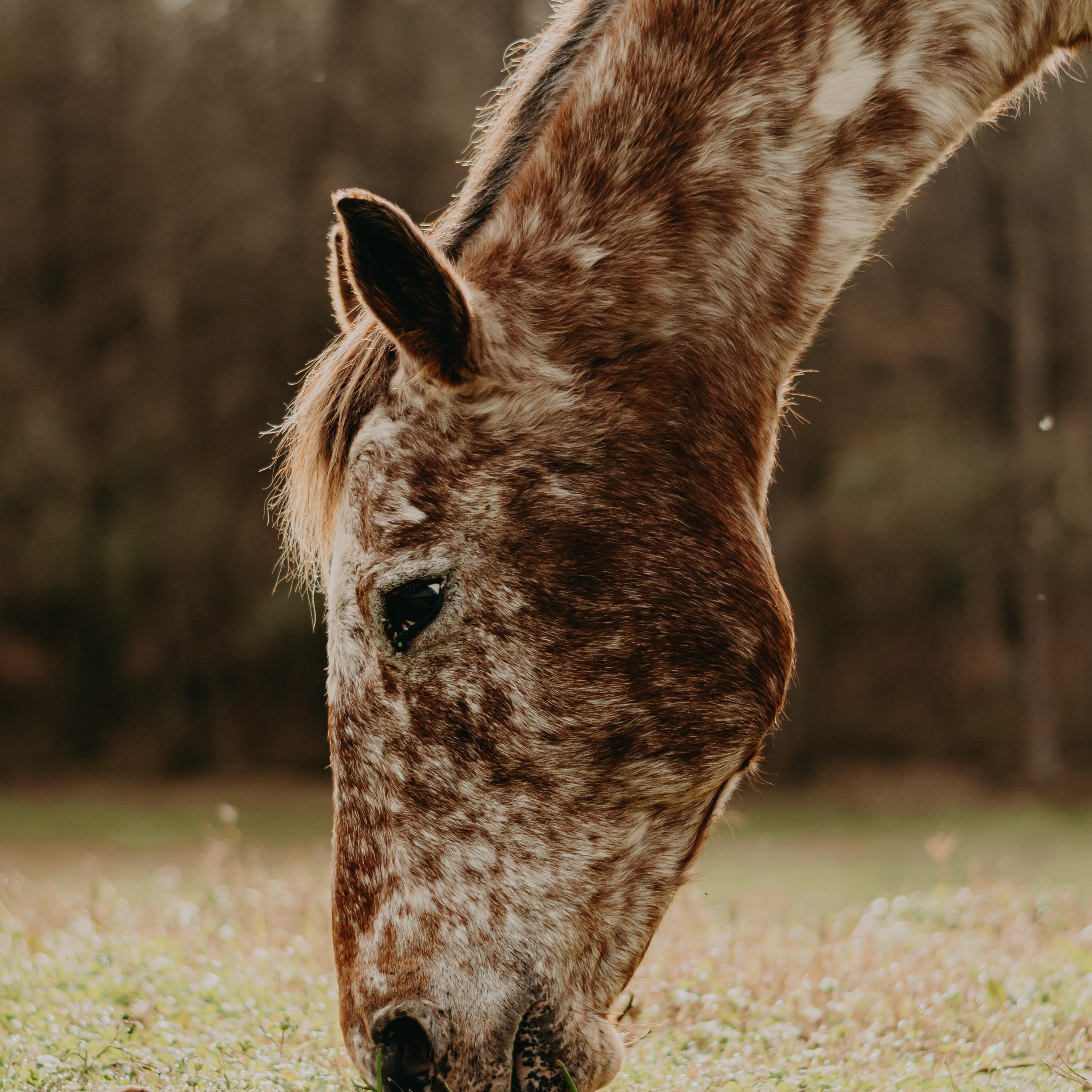 Grazer