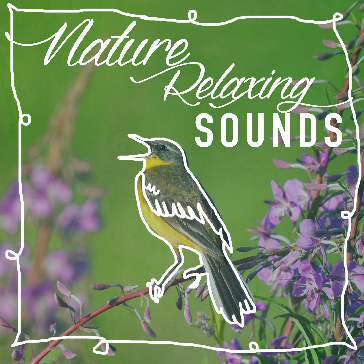 Nature: Relaxing Sounds专辑