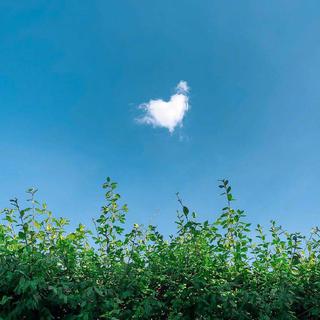 绿树葱郁夏日漫长，深情不负大好时光