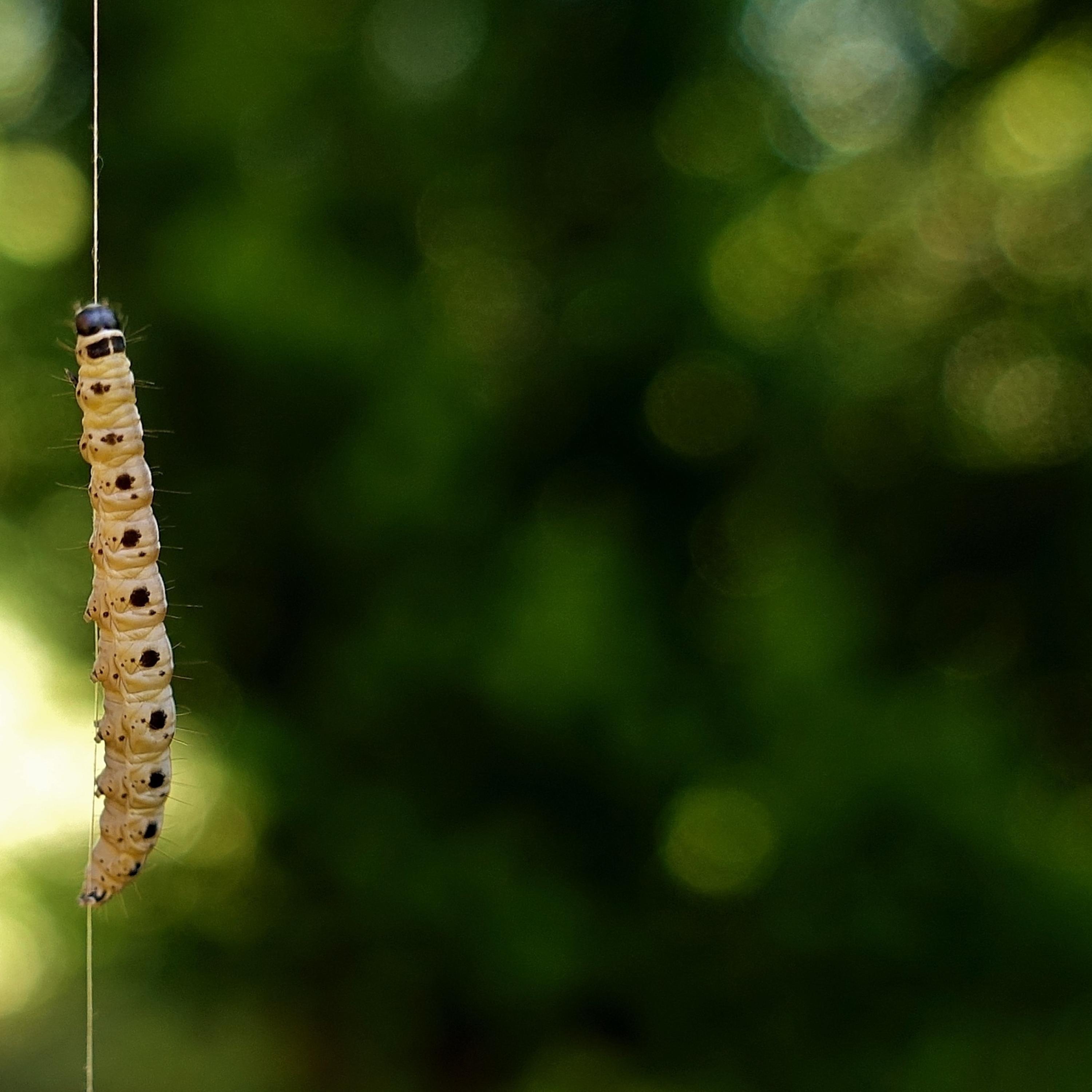 ... Dreams the Caterpillar