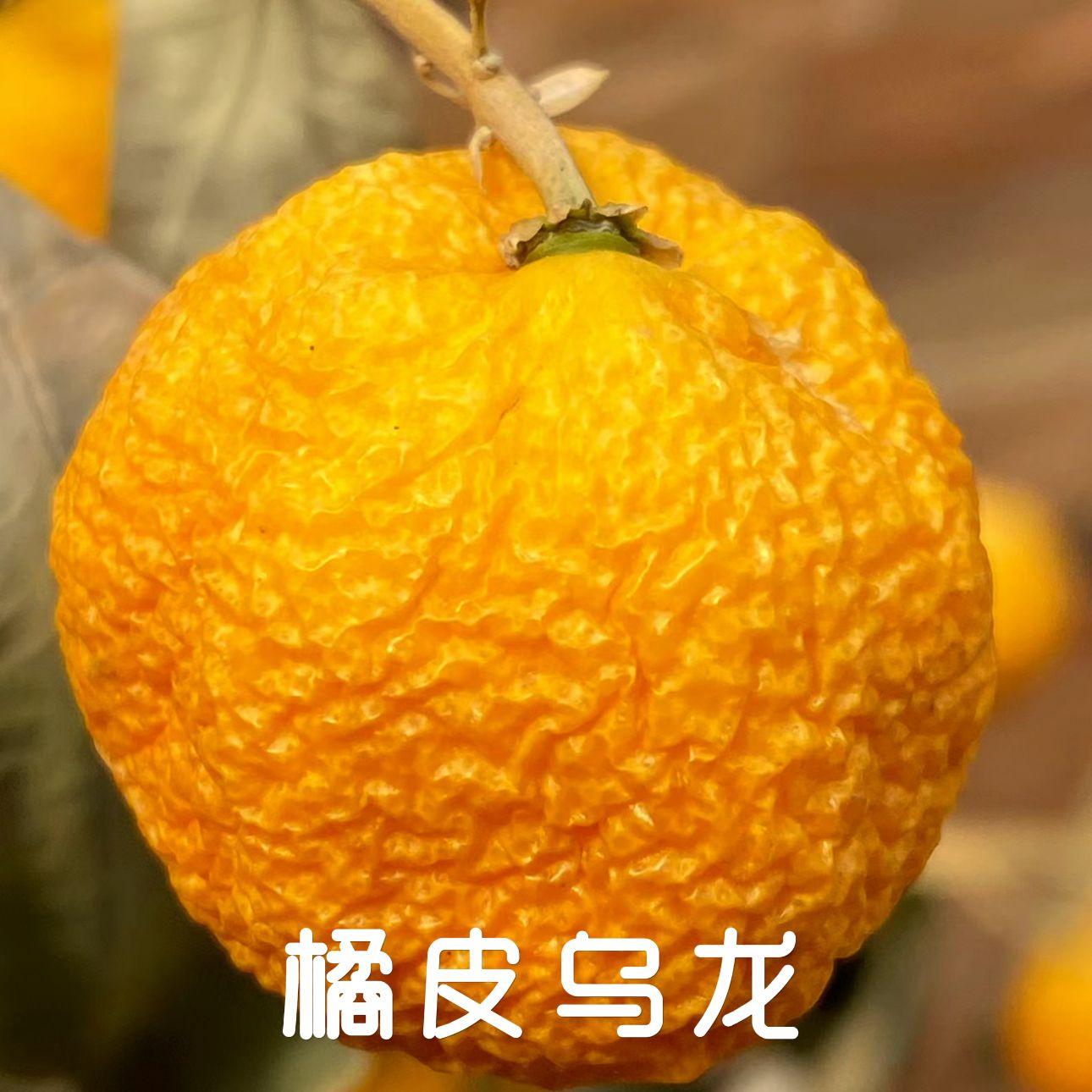 橘皮乌龙