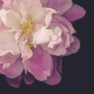 「粉红花季」 我时常惦念，你那风雅别致